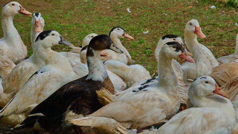 Les foies gras de Sirguet - LaSemo